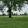 Wylam Park
