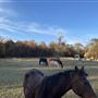 Yellowleaf Creek Stables & Farm