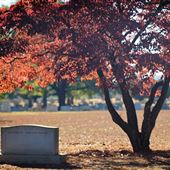 Elmwood Cemetery & Mausoleum